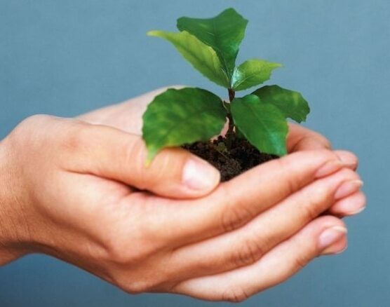 Hands holding plant2