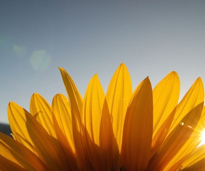 Sunflower bottom half