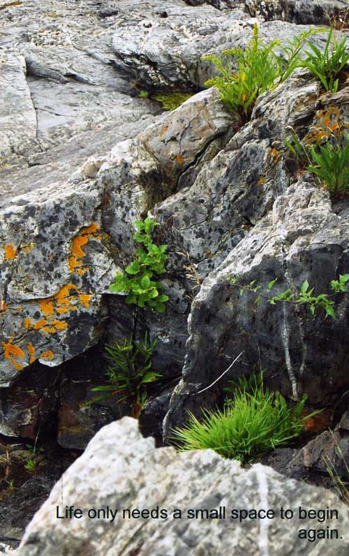 JJ-Plant_Crack_500pxLOW