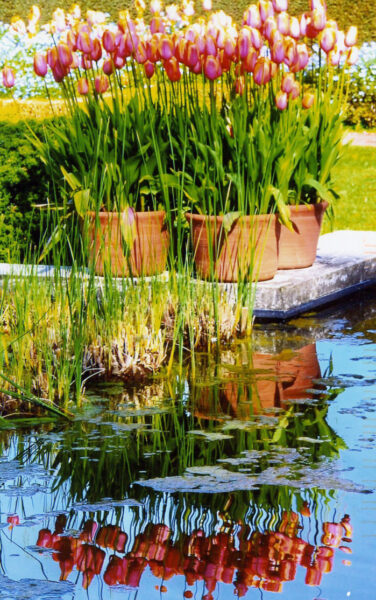 Jon Julie Sullivan Photo Tulips Water